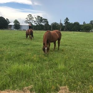 Meet your Posher, Jewel